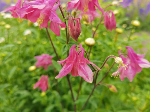 大花耧斗菜