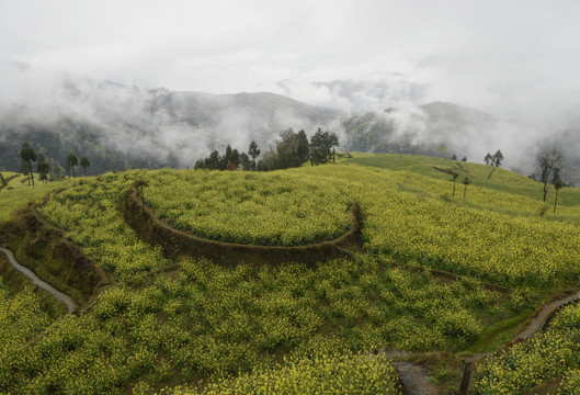 茗岙油菜花