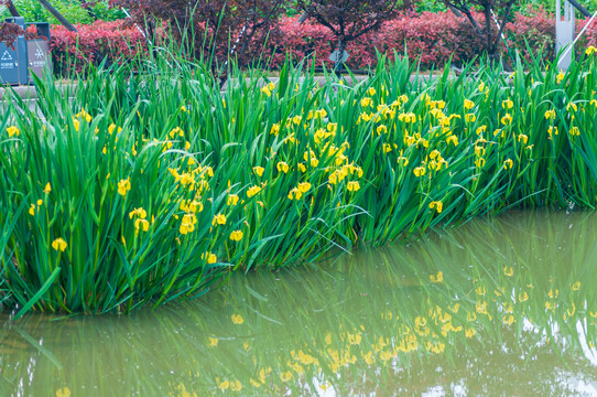 鸢尾花