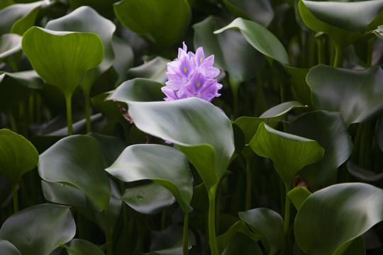 水葫芦