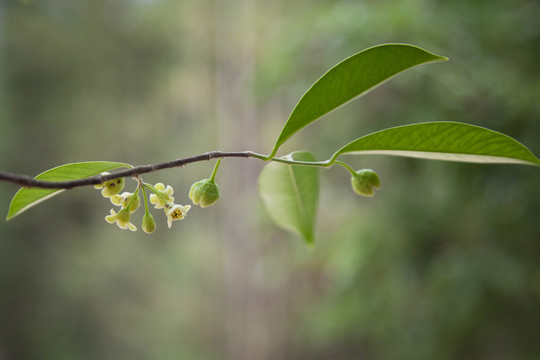 沉香花