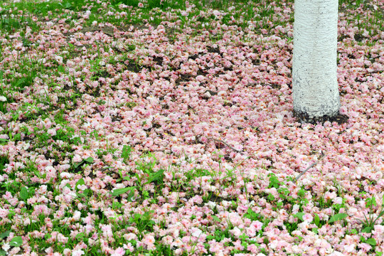 一地落花