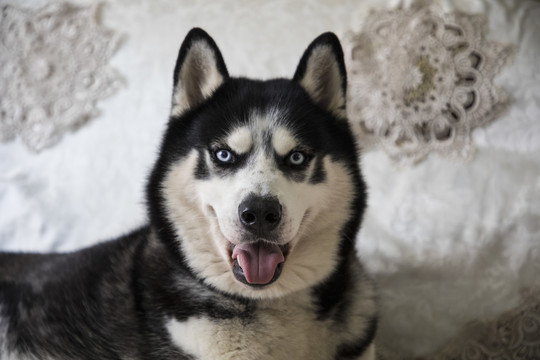 雪橇犬