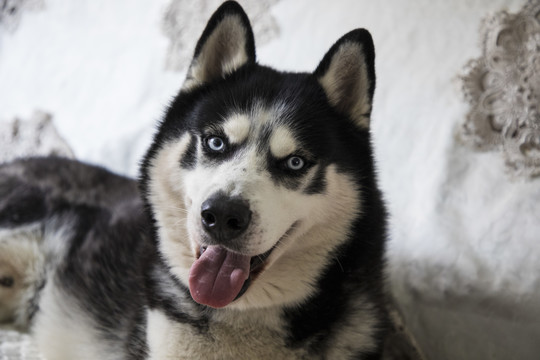 雪橇犬