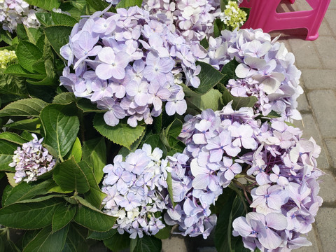 蓝紫色绣球花