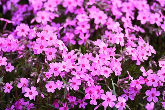 芝樱花