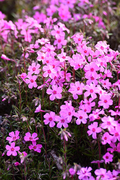 芝樱花