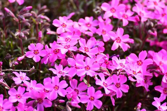 芝樱花