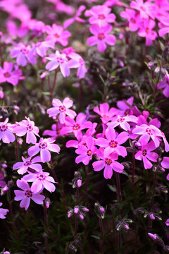 芝樱花