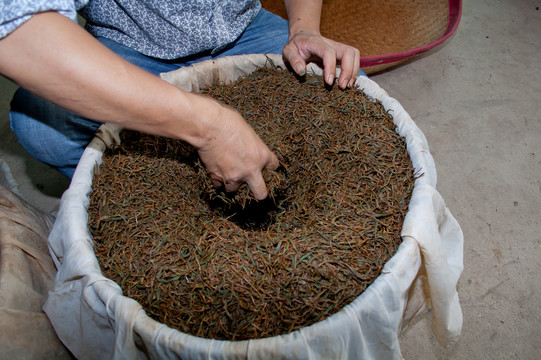 红茶制作工艺之发酵