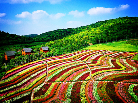 花海梯田