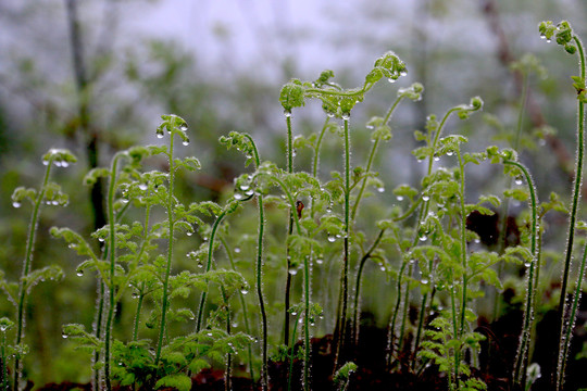 雨中蕨类