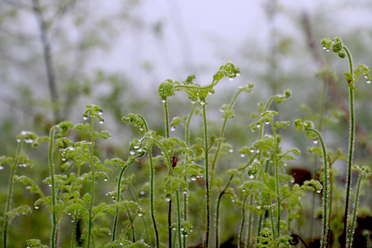 雨中蕨类