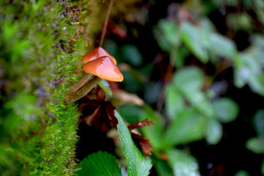 森林里雨中两朵小蘑菇