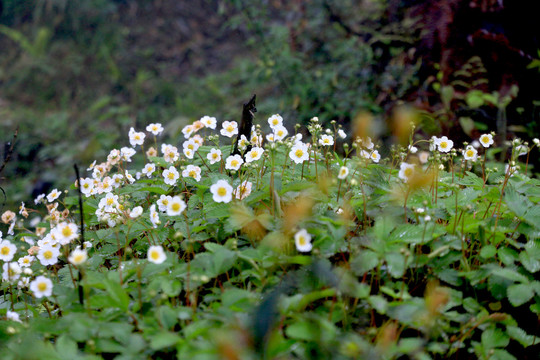 野草莓正开花白色