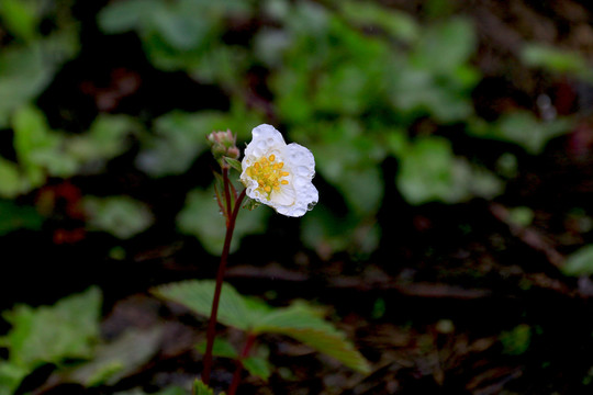 野草莓正开花白色