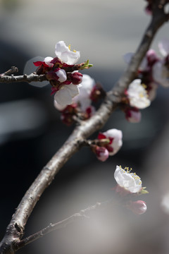 桃花迎春开