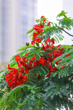 春雨凤凰花