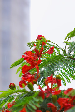 春雨凤凰花