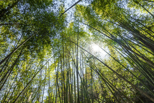 竹林风景