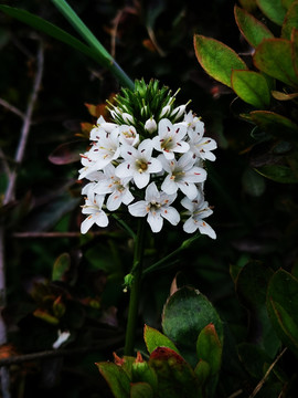 泽珍珠菜白色小花