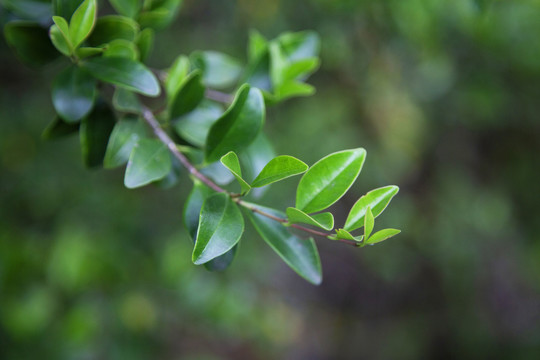 油茶