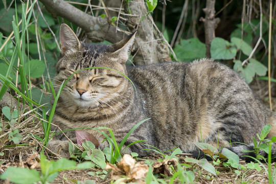 草丛中打瞌睡的狸花猫