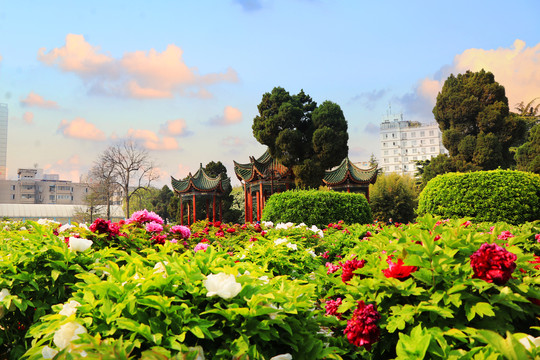 风景