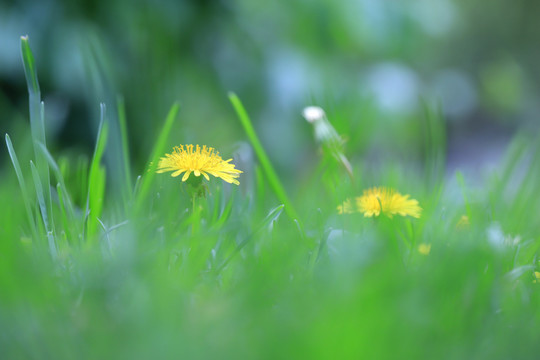 草地上的小黄花