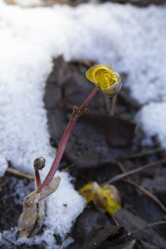 冰凌花