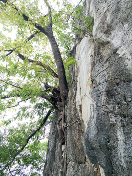 岩壁树木