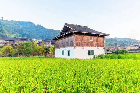 木屋和稻田