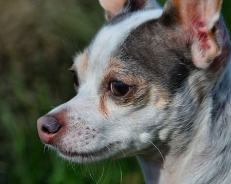 吉娃娃犬