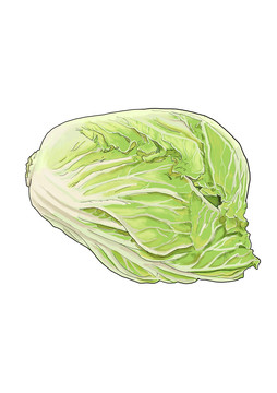 大白菜蔬菜