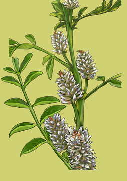 甘草花中草藥