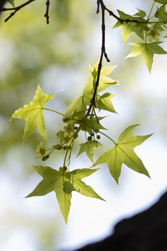 枫树花开枫树枫叶