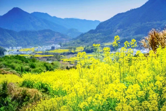 山上的油菜花开