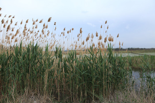 芦苇荡湿地公园