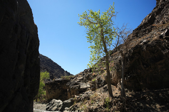 悬崖峭壁上的榆树