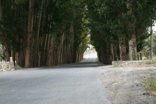 石人沟白桦树小路