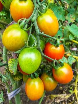 西红柿种植