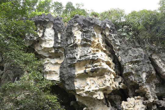 石景林