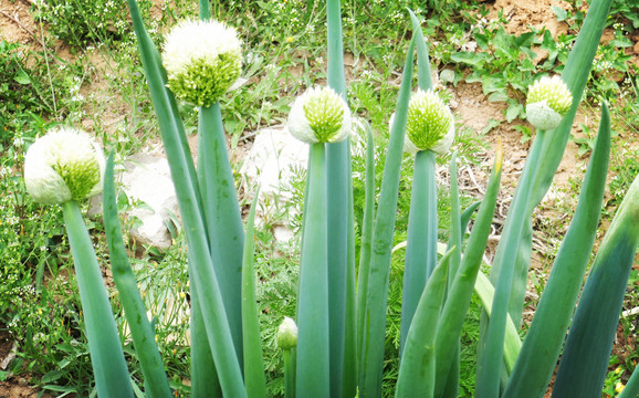 葱花种子