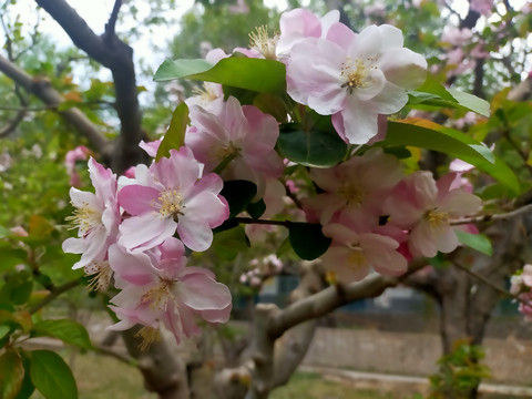 苹果花