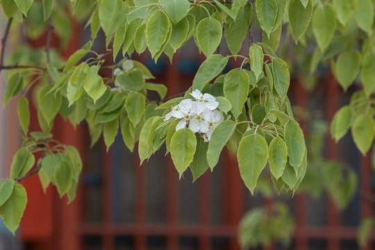 北京故宫庭院建筑和春天鲜花