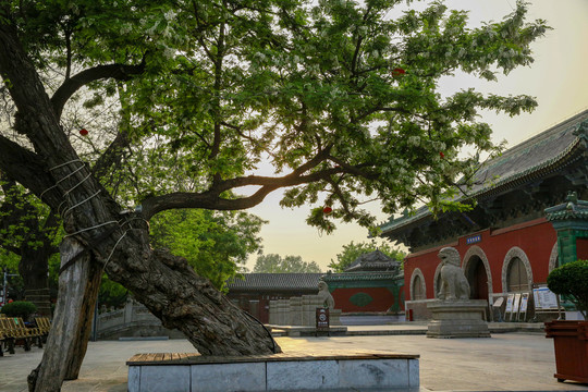 隆兴寺