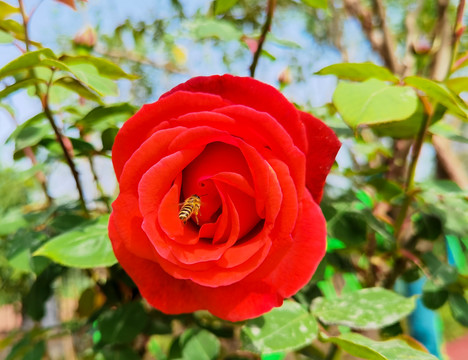 蜜蜂与初夏盛开的红色野玫瑰花