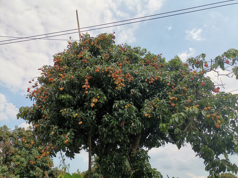 荔枝树