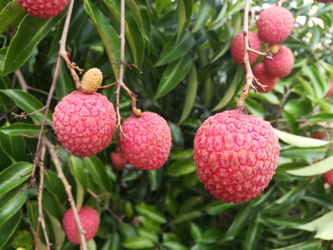 桂味荔枝特写