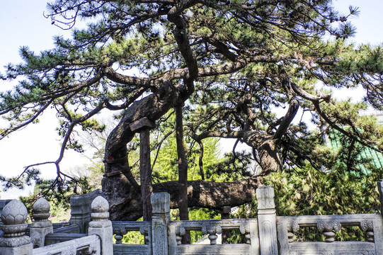 戒台寺